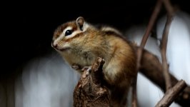 Desktop image. Animals. ID:139296