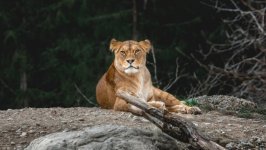 Desktop image. Animals. ID:139470