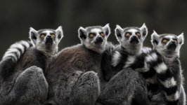 Desktop image. Animals. ID:139509
