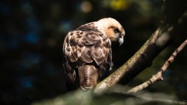 Desktop image. Animals. ID:139667