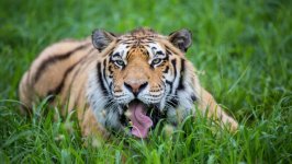Desktop image. Animals. ID:139766