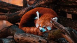 Desktop image. Animals. ID:139899