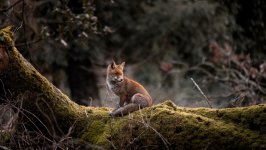 Desktop image. Animals. ID:139985