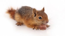 Desktop image. Animals. ID:140067