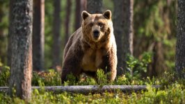 Desktop image. Animals. ID:140515