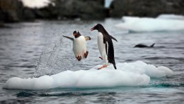 Desktop image. Animals. ID:140830