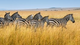 Desktop image. Animals. ID:141104