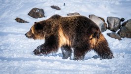 Desktop image. Animals. ID:143121