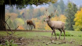 Desktop image. Animals. ID:143125