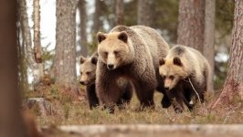 Desktop image. Animals. ID:143133