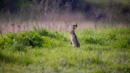 Desktop image. Animals. ID:143189