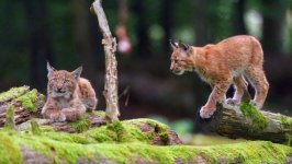 Desktop image. Animals. ID:143244