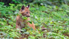 Desktop image. Animals. ID:143245