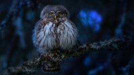 Desktop image. Animals. ID:143975