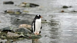 Desktop image. Animals. ID:144652