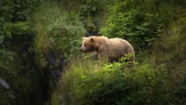 Desktop image. Animals. ID:146780