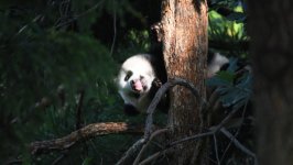 Desktop image. Animals. ID:145251
