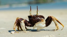 Desktop image. Animals. ID:145351