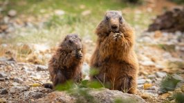 Desktop image. Animals. ID:145374