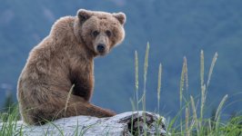 Desktop image. Animals. ID:145871