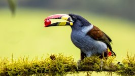 Desktop image. Animals. ID:145939