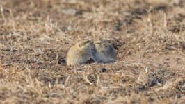 Desktop image. Animals. ID:146007