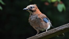 Desktop image. Animals. ID:146358