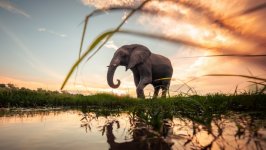 Desktop image. Animals. ID:147040