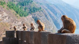 Desktop image. Animals. ID:147074