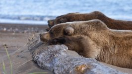 Desktop image. Animals. ID:147123