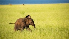 Desktop image. Animals. ID:147288