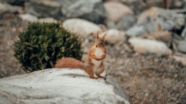 Desktop image. Animals. ID:147298