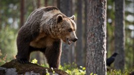 Desktop image. Animals. ID:147615