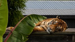 Desktop image. Animals. ID:148031