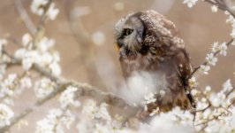 Desktop image. Animals. ID:148073
