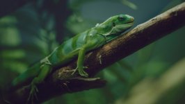 Desktop image. Animals. ID:148083