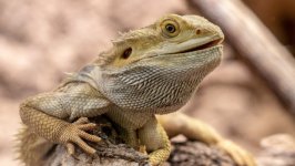 Desktop image. Animals. ID:148085