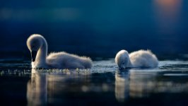Desktop image. Animals. ID:148768