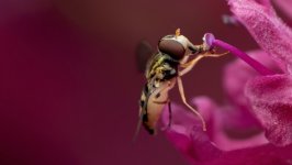 Desktop image. Animals. ID:148831