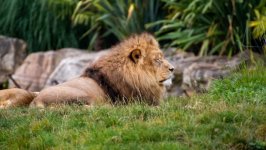 Desktop image. Animals. ID:148946