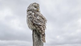 Desktop image. Animals. ID:149226