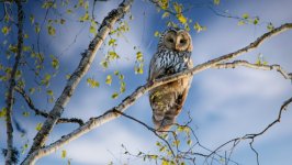 Desktop image. Animals. ID:149290
