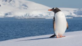 Desktop image. Animals. ID:149534