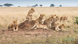 Desktop image. Animals. ID:149678