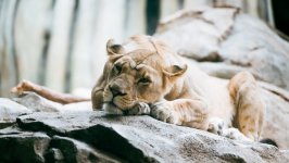 Desktop image. Animals. ID:149908