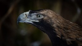 Desktop image. Animals. ID:149959