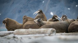 Desktop image. Animals. ID:149962