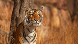 Desktop image. Animals. ID:149998