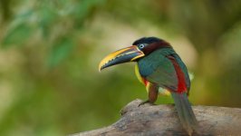 Desktop image. Animals. ID:150215