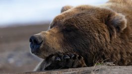 Desktop image. Animals. ID:150229